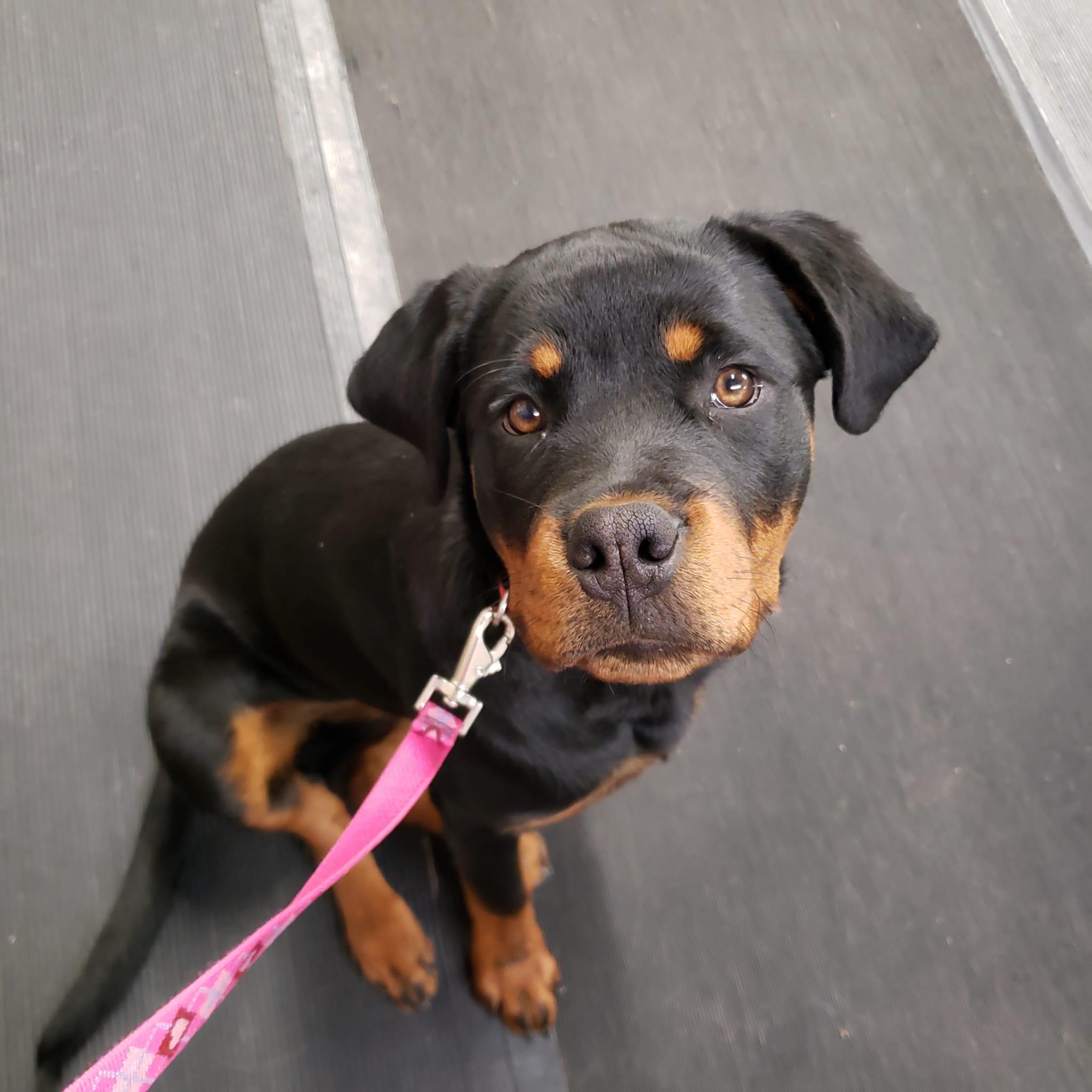 Bolles Rottweilers in Missouri | Rottweiler puppies | Good Dog