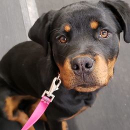 Rottweilers from Bolles Rottweilers