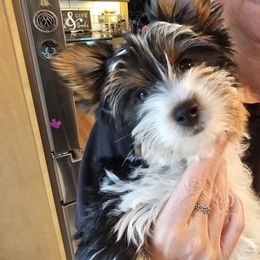 Bentley - Black tan and white male Biewer Terrier puppy in Spotsylvania Courthouse, Virginia from Donna's Biewer Terriers