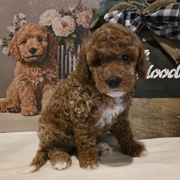 Bernedoodle, Goldendoodle, and Poodle Puppies from 4goldendoodles