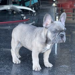 French Bulldog Puppies from Blue Lotus Frenchies