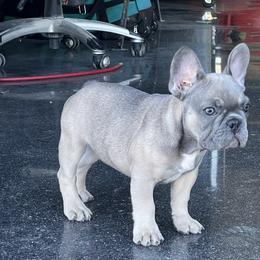 French Bulldog Puppies from Blue Lotus Frenchies