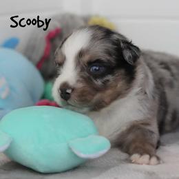 Scooby - Blue merle male Miniature Australian Shepherd puppy in Garden Plain, Kansas from Krazy K Aussies
