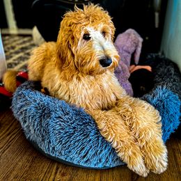 Double Doodle and Goldendoodle All Grown Up from Patterson Doodles