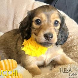 Gnocchi - Cream female Dachshund puppy in Parma, Idaho from Terracane Dachshunds & Sunwell Golden Retrievers