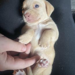 Cream-Red Girl - Red female Dachshund puppy in California from Wild Weenies - Dachshund Ranch