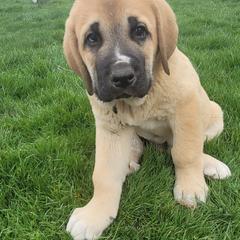 Boy 4 - Spanish Mastiff puppy in Prosperity, Pennsylvania from Prosperity Guardians