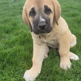Boy 4 - Spanish Mastiff puppy in Prosperity, Pennsylvania from Prosperity Guardians