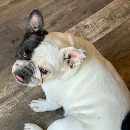 Delaney - French Bulldog