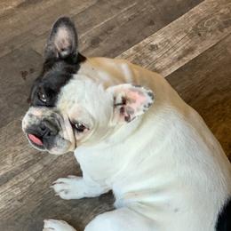 Delaney - French Bulldog