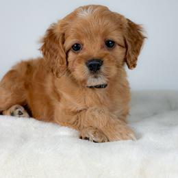 Dawn - Golden female Cockapoo puppy in Pledger, Texas from Sugarbear Cockapoos