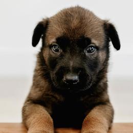 Belgian Malinois, Dutch Shepherds, and xDutch Shepherds from Raw Nature K9