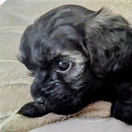 Lariat - Black and silver male Havapoo puppy in Searcy, Arkansas from BAK Home Pups