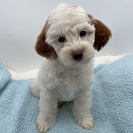 Snoopy - Parti male Goldendoodle puppy in Kansas City, Kansas from Bella & Ivy’s Mini Goldendoodles of KC