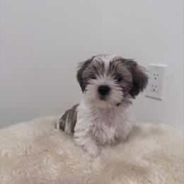 Banks - Gold and white male Shih Tzu puppy in Washington, Washington, D.C. from BVPT puppies