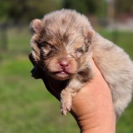AKC Freya - Chocolate merle female Pomeranian puppy in Albany, Indiana from Hatz Off Puppies