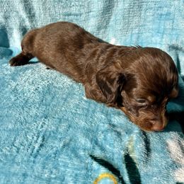 BRUNO - Chocolate and tan male Dachshund puppy in Poplarville, Mississippi from Sarah’s Darling Dachshunds