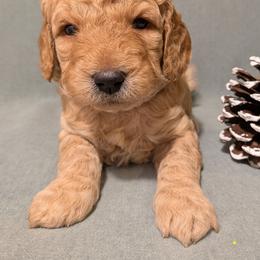 Thor - Apricot male Goldendoodle puppy in Rochester, New York from Willowgreen Goldendoodles