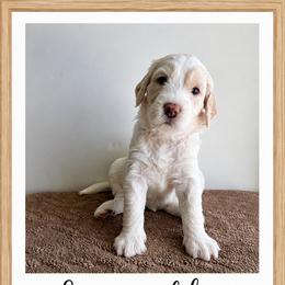 Sunshine - Cream female Goldendoodle puppy in Frostproof, Florida from Lover Dover Doodles