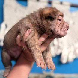 Metallica - Brown female Chinese Shar-Pei puppy in Lehigh Acres, Florida from Florida Wrinkles