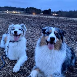 Australian Shepherds from Steppingstone Kennel