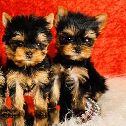 Yorkshire Terriers from Toy Treasure Yorkies