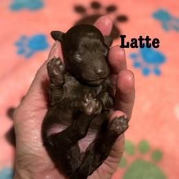 Latte - Brown female Poodle puppy in Ardmore, Oklahoma from The Poodles of Green Acres