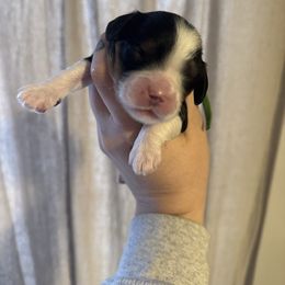 Green - Tri-color male Cavapoo puppy in Linden, Michigan from Maple Drive Doodles