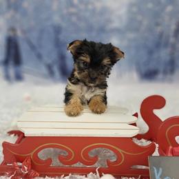 Kruze - Black and tan male Yorkshire Terrier puppy in Albany, Minnesota from Sandy's Yorkshire Terriers
