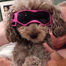 Ziva - Poodle