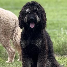 Redford - Goldendoodle
