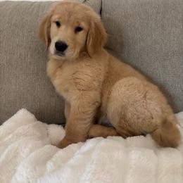 Cloud (White Collar Boy) - Golden male Golden Retriever puppy in Gilbert, Arizona from Dani’s Dawgs
