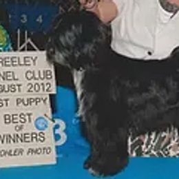 Afghan Hounds and Tibetan Terriers from Jen Trinque's Afghan Hounds and Tibetan Terriers