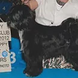 Afghan Hounds and Tibetan Terriers from Jen Trinque's Afghan Hounds and Tibetan Terriers