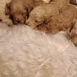 Goldendoodles from Maggie's Mini Goldendoodles