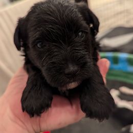 Miniature Schnauzer Puppies from Mississippi Mini Schnauzers