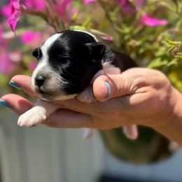 Jenna - Purple Girl - Parti female Miniature Schnauzer puppy in Oneonta, Alabama from Murphree Valley Kennels