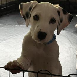 Bluey - White and black male Dalmatian puppy in Hastings, Florida from Love My Spotty Dalmatians