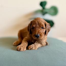 Dandelion (white) - Red  female Goldendoodle puppy in Hutto, Texas from Crystal's Goldendoodles