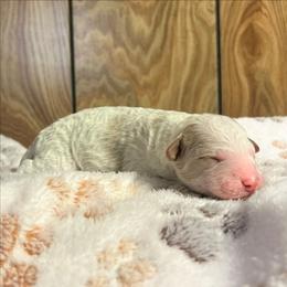 Cider - Parti male Goldendoodle puppy in Pittsburg, Texas from Grace Springs Goldendoodles