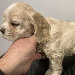 Girl 3 - Buff female Cocker Spaniel puppy in Rising Sun, Maryland from Palmtree Cockers