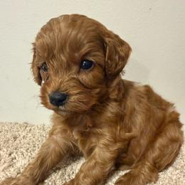 Cold Brew - Red male Cavapoo puppy in River Falls, Wisconsin from Dottie's Doodles