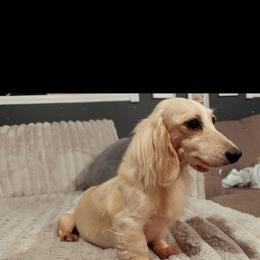 Glitter - Cream female Dachshund puppy in Maidsville, West Virginia from L&B Lowriders