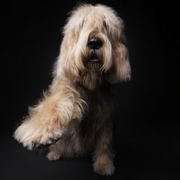 Otterhound All Grown Up from Con Cara Kennels