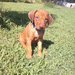 Nala - Rd whtn brn nose female Rhodesian Ridgeback puppy in Carney, Oklahoma from River Run Parson Russell terriers & River Run Ridgebacks