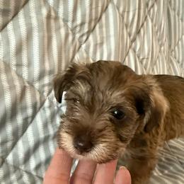 Neon green - Liver female Miniature Schnauzer puppy in Griggsville, Illinois from Stephenson’s Mini Schnauzer’s