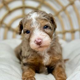 Crosby - male Australian Mountain Doodle puppy in Sterling, Colorado from North 40 Doodles