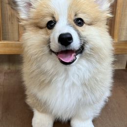 Pembroke Welsh Corgi Puppies from S&K Woodwickcorgis