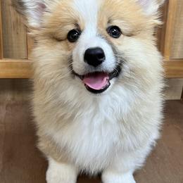 Pembroke Welsh Corgi Puppies from S&K Woodwickcorgis