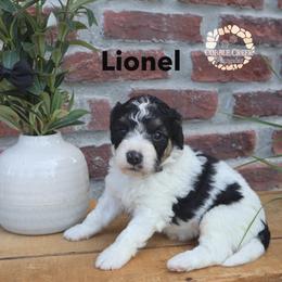 Lionel - Black and white male Bernedoodle puppy in Heyworth, Illinois from Cobble Creek Puppies